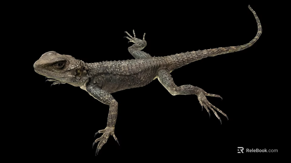 Reptile Lizard With Scaly Body Long Tail And Detailed Limbs On Black Background 3d model 