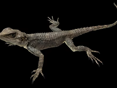 Reptile Lizard With Scaly Body Long Tail And Detailed Limbs On Black Background 3d model