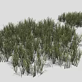 Green Herbaceous Grass Plants With Lush Various Heights In Natural Growth On White Background