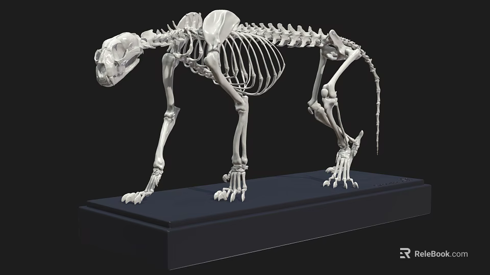 Detailed Feline Skeleton With Complete Bone Structure On Black Display Base 3d model 