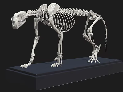 Detailed Feline Skeleton With Complete Bone Structure On Black Display Base 3d model