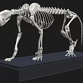 Detailed Feline Skeleton With Complete Bone Structure On Black Display Base