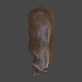 Realistic Brown Bear 3D Model With Walking Posture And Brown Fur