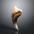 Ancient Organ Fossil Featuring Natural Brown And Beige Textured Surface