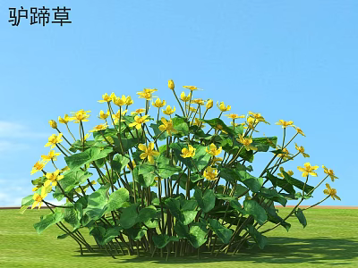 Beautiful Marsh Marigold with Yellow Flowers and Green Leaves Growing in Sunny Green Grass Field 3d model