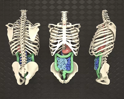 Three Human Skeleton Models Showcase Limb Organs And Internal Anatomical Structures 3d model