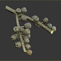 Close Up View Of Plant Branch With Spherical Bumpy Fruits On Dark Background