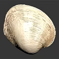 Natural Clam Shell With Light Brown Textured Surface On Black Background
