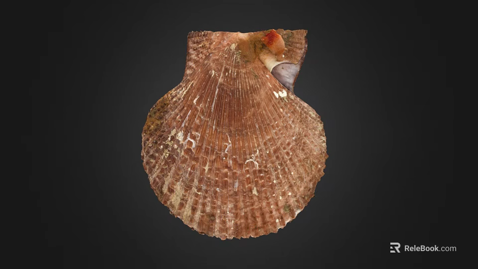 Scallop Shell Displaying Natural Brown Texture And Intricate Patterns On Black Background 3d model