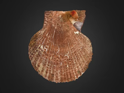 Scallop Shell Displaying Natural Brown Texture And Intricate Patterns On Black Background 3d model