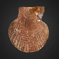 Scallop Shell Displaying Natural Brown Texture And Intricate Patterns On Black Background 3d model