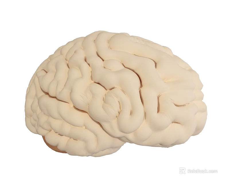Highly Detailed Human Brain Anatomical Model With Gyri And Sulci Structure 3d model 