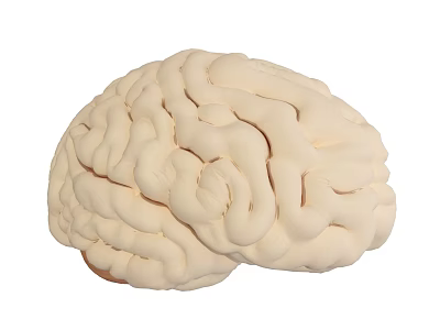 Highly Detailed Human Brain Anatomical Model With Gyri And Sulci Structure 3d model