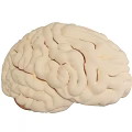 Highly Detailed Human Brain Anatomical Model With Gyri And Sulci Structure