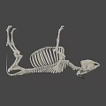 Realistic Cow Skeleton 3D Model with Detailed Anatomical Structure and Horns 3d model