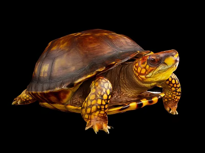 Old turtle marine life aquatic animal yellow turtle 3d model