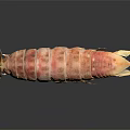Vibrant Pink and Orange Mantis Shrimp with Segmented Body on Dark Background and Reflection