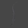 Spinosaurus Dinosaur Skeleton With Prominent Spine And Detailed Bone Structure