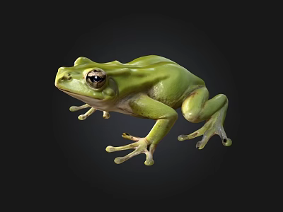 Green Frog With Big Eyes And Smooth Skin On Black Background 3d model