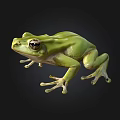 Green Frog With Big Eyes And Smooth Skin On Black Background
