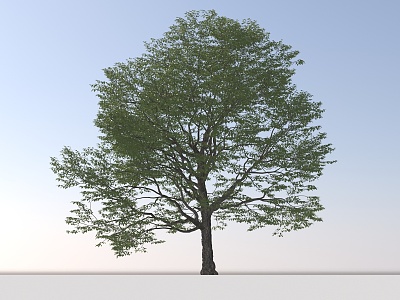 Landscape Arbor Tree 3d model