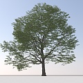 Landscape Arbor Tree 3d model