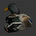 Duck With Green Head Orange Beak Gray Brown Body And Blue Feather Wings