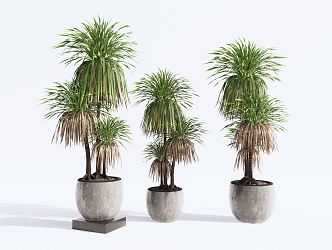 Modern potted plants potted indoor plants 3d model