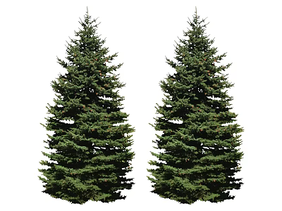 Tall Evergreen Trees With Lush Green Foliage Standing Side By Side 3d model