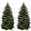 Tall Evergreen Trees With Lush Green Foliage Standing Side By Side