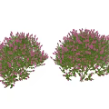 Two Ornamental Arbor Trees with Lush Green Leaves and Pink Flowers