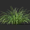 3D Rendered Green Herb Plant With Lush Slender Leaves And Vibrant Foliage