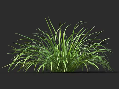 3D Rendered Green Herb Plant With Lush Slender Leaves And Vibrant Foliage 3d model