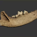Highly Detailed Game Movie Character Skeleton Jawbone Featuring Sharp Teeth Structure