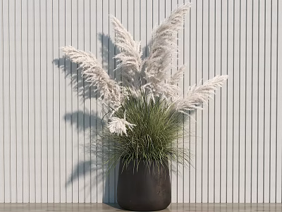 Decorative White Pampas Grass In Dark Pot Against Light Striped Wall 3d model