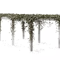 Lush Green Vines With Small Leaves Covering White Pillars In Garden Arbor