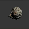 Natural Colorful Spiral Conch Shell With Detailed Textured Patterns On Dark Background