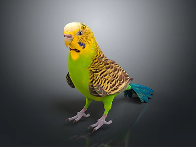 Colorful Budgerigar With Yellow Head Green Body And Blue Tail On Black Reflective Background 3d model
