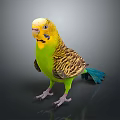 Colorful Budgerigar With Yellow Head Green Body And Blue Tail On Black Reflective Background