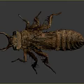 Detailed Brown Insect Larva With Segmented Body And Multiple Legs Isolated On Gray Background