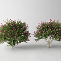 Pink Flowering Shrubs with Green Leaves Garden Bushy Outdoor Plants Decor