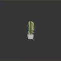 Colorful Potted Cactus Plants Of Various Sizes With Red Blooms And Spines