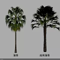 Chinese Fan Palm Arbor Trees With Lush Green Fronds And Distinctive Trunks In High Definition