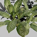 Gold Vein Justicia Perennial Evergreen Foliage Plant With Green Leaves And Gold Veins