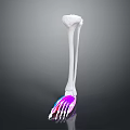 3D Leg and Foot Skeleton Model Medical Device with Colored Anatomical Markers