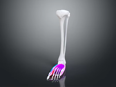 3D Leg and Foot Skeleton Model Medical Device with Colored Anatomical Markers 3d model
