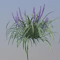 Decorative Plant With Green Leaves White Stripes And Purple Flower Spikes