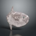 Ocean Sunfish with Grayish White Spotted Body Blue Eyes and Rounded Form
