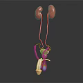 Urinary System Organ Model With Kidneys Ureters Bladder In Red White On Black Background