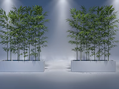 Elegant Potted Bamboo Plants in White Planters for Indoor Decorative Lighting 3d model